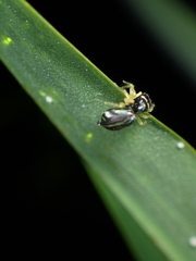 Phintella bifurcilinea