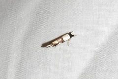 Monopis icterogastra