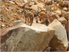 Vulpes vulpes barbara