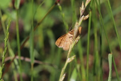 Idaea ochrata