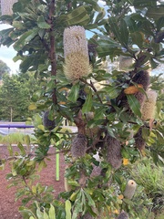 Banksia serrata
