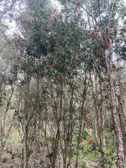 Melaleuca citrina