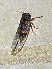 Pyropsalta rhythmica