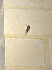 Pyropsalta rhythmica