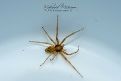Philodromus dispar
