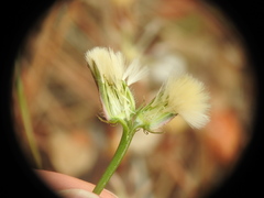 Crepis commutata
