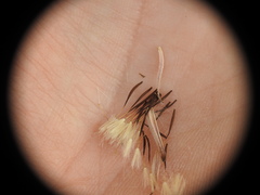 Crepis commutata
