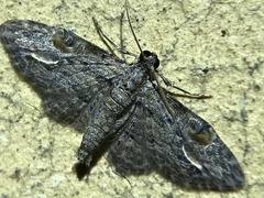 Sigilliclystis insigillata