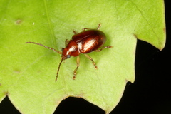Eucolaspis