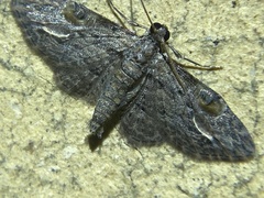 Sigilliclystis insigillata