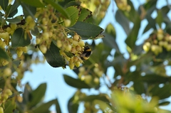 Bombus terrestris
