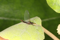 Leptophlebiidae