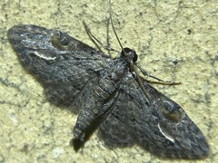 Sigilliclystis insigillata