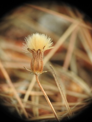 Crepis commutata