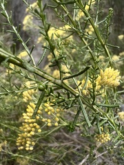 Ozothamnus