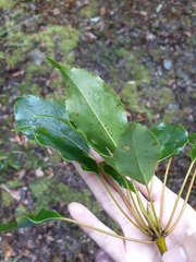 Trochodendron aralioides