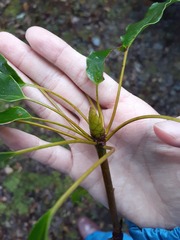 Trochodendron aralioides