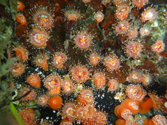 Corynactis californica