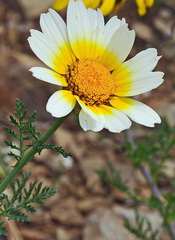 Glebionis coronaria