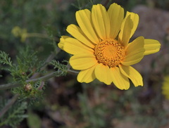 Glebionis coronaria