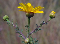 Glebionis coronaria