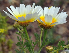 Glebionis coronaria