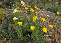Glebionis coronaria