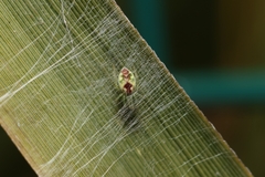 Nigma puella