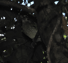 Ailuroedus maculosus