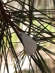 Euproctis melanosoma