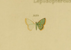 Comostolopsis stillata mirabiliaria