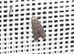 Heteromicta pachytera