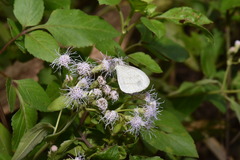 Leptosia nina niobe
