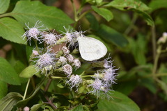 Leptosia nina niobe
