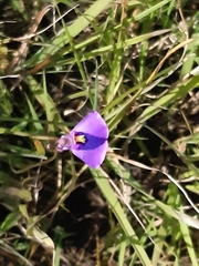 Utricularia dichotoma