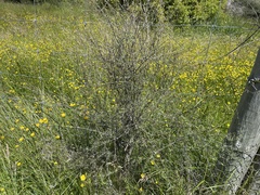 Olearia lineata