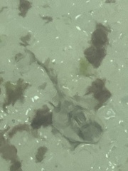 Trygonorrhina dumerilii