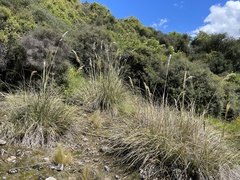 Austroderia richardii