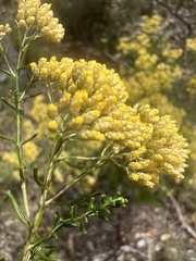 Ozothamnus