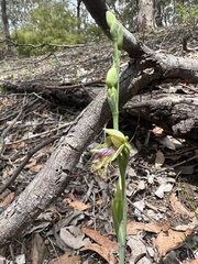 Calochilus therophilus