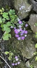 Primulaceae
