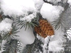 Picea glauca × engelmannii