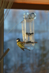Parus major