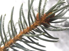 Picea glauca × engelmannii