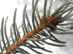 Picea glauca × engelmannii