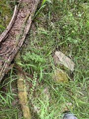 Asplenium flabellifolium