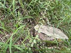 Asplenium flabellifolium