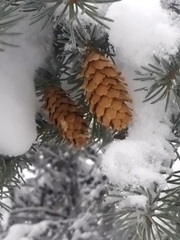 Picea glauca × engelmannii