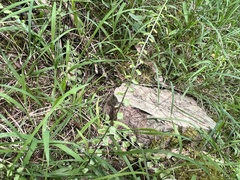 Asplenium flabellifolium