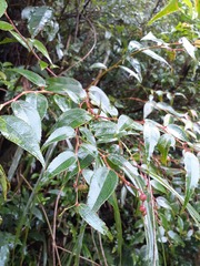 Gaultheria leucocarpa